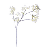 Ciliegio Neve h85